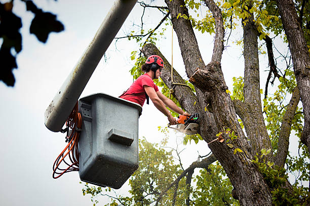 How Our Tree Care Process Works  in Temelec, CA